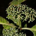 Psychotria limonensis leaf picture by Nelson Zamora Villalobos (cc-by-nc)