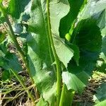 Senecio bonariensis leaf picture by Trap Hers (cc-by-sa)