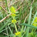 Cruciata laevipes flower picture by Isabelle Lhost (cc-by-sa)