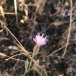 Centaurea aristata flower picture by Diego Alex (cc-by-sa)