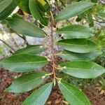 Prunus caroliniana leaf picture by Trevor Hardy (cc-by-sa)