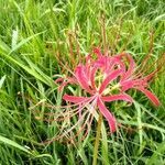 Lycoris radiata (l'hér.) flower picture by Dan Wilson (cc-by-sa)