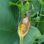 Zantedeschia aethiopica fruit picture by pas durdu (cc-by-sa)