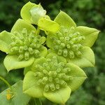 Bupleurum subovatum fruit picture by Llandrich anna (cc-by-sa)