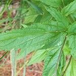 Verbena hastata leaf picture by Tasha Tchek (cc-by-sa)