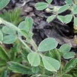 Medicago minima leaf picture by Fabrice Mélet (cc-by-sa)