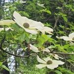 Cornus nuttallii flower picture by Christina Mortimer (cc-by-sa)