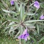 Ruellia simplex leaf picture by @_esenciasavia_ (cc-by-sa)