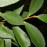 Ardisia liesneri leaf picture by Nelson Zamora Villalobos (cc-by-nc)