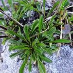 Globularia cordifolia leaf picture by Alain Bigou (cc-by-sa)