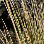 Calamagrostis recta leaf picture by Fabien Anthelme (cc-by-sa)