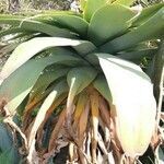 Agave attenuata leaf picture by Stéphan PLAS (cc-by-sa)