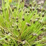 Isolepis setacea flower picture by Klaas Everards (cc-by-sa)