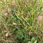 Trifolium fragiferum habit picture by Patrice Bracquart (cc-by-sa)