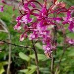 Epidendrum porphyreum flower picture by cartagena panesso juan diego (cc-by-sa)