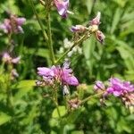 Desmodium canadense flower picture by David Koser (cc-by-sa)