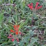 Bouvardia ternifolia habit picture by Shehadi Ramiz (cc-by-sa)