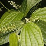 Piper yucatanense leaf picture by Nelson Zamora Villalobos (cc-by-nc)