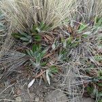 Robinsonecio gerberifolius habit picture by Fabien Anthelme (cc-by-sa)