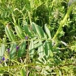 Vicia sativa leaf picture by Marikka Wörner (cc-by-sa)