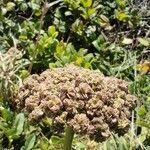 Angelica lucida flower picture by Kyle Rector (cc-by-sa)