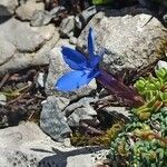 Gentiana terglouensis flower picture by Medesima Me (cc-by-sa)