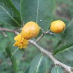 Casearia corymbosa fruit picture by Nelson Zamora Villalobos (cc-by-nc)