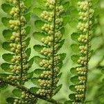 Dryopteris filix-mas fruit picture by Dieter Bausenwein (cc-by-sa)