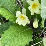 Primula vulgaris leaf picture by David Hocken (cc-by-sa)