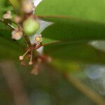 Phyllanthus phillyreifolius flower picture by E. Mouysset (cc-by-sa)