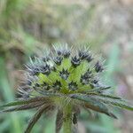 Knautia arvernensis fruit picture by Llandrich anna (cc-by-sa)