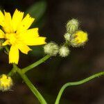 Hieracium laevigatum flower picture by Martin Bishop (cc-by-sa)