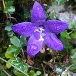 Campanula arvatica flower picture by Diego Alex (cc-by-sa)