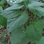 Ageratina altissima leaf picture by Randy Callahan (cc-by-sa)