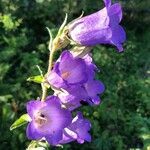 Campanula medium flower picture by Jean-Michel Faton (cc-by-sa)