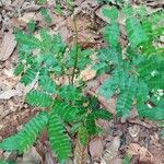 Albizia zygia leaf picture by Gnagbo Anthelme (cc-by-sa)