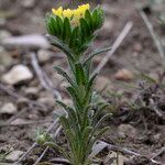 Neatostema apulum habit picture by John Walsh (cc-by-sa)