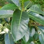 Ficus aurea leaf picture by Jeremy Edwards (cc-by-sa)