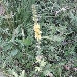 Agrimonia eupatoria flower picture by Herve Meynier (cc-by-sa)