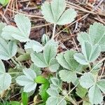 Potentilla cinerea leaf picture by Delgado Santiago (cc-by-sa)