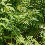 Myrrhis odorata habit picture by Martin Bishop (cc-by-sa)