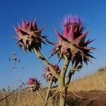 Cynara syriaca flower picture by Contented88 (cc-by-sa)