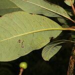 Persea povedae leaf picture by Nelson Zamora Villalobos (cc-by-nc)