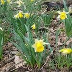 Narcissus pseudonarcissus habit picture by Geoffroy Stévenne (cc-by-sa)