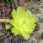 Opuntia sulphurea flower picture by Trap Hers (cc-by-sa)