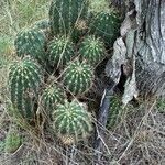 Echinopsis oxygona leaf picture by Muzzachiodi Norberto (cc-by-sa)