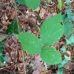 Rubus pedemontanus leaf picture by villemin Kyllian (cc-by-sa)