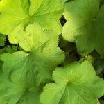 Alchemilla glabra leaf picture by Florence Pédelahore (cc-by-sa)