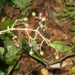 Cissus biformifolia fruit picture by Nelson Zamora Villalobos (cc-by-nc)