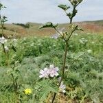 Malva parviflora habit picture by Pestana João (cc-by-sa)